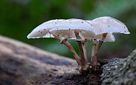 Porcelain Fungus (Oudemansiella mucida)